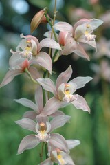 Obraz premium Orchid (Cymbidium hybride)