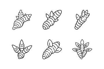 turmeric line art vector illustration