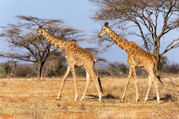 Reticulated giraffes or Somali giraffes (Giraffa reticulata camelopardalis) walking past acacia (Acacia sp.) trees, Samburu National Reserve, Kenya, Africa