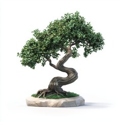 bonsai tree with a thick, twisted trunk and carefully pruned green foliage, isolated on a white background with soft shadows