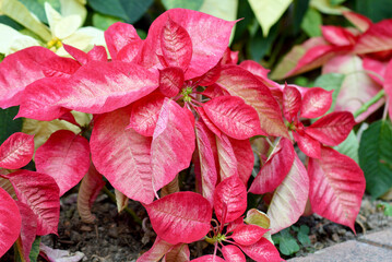 Poinsettia  (Euphorbia pulcherrima) growing outside in Kowloon, Hong Kong