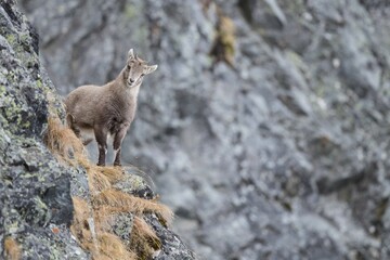 Alpine Ibex (Capra Ibex), young animal, Stubai Valley, Tyrol, Austria, Europe