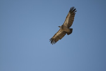 Griffon Vulture (Gyps fulvus) in flight, Oglanly, Balkan, Turkmenistan, Asia
