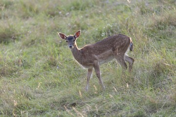 Fallow deer (Dama dama), doe, Bavaria, Germany, Europe