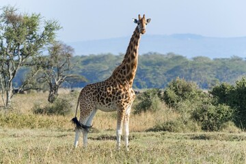 Rothschild's giraffe (Giraffa camelopardalis rothschildi), Lake Nakuru National Park, Kenya, Africa