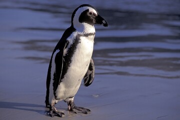 Penguin at Boulders Beach in Simonstown South Africa