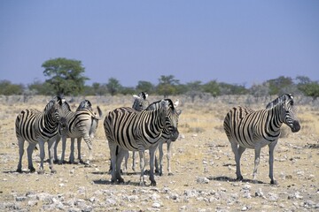 Fototapeta na wymiar Zebras Etosha National Park Namibia