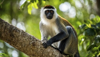 Obraz premium AI generated, animal, animals, mammal, mammals, biotope, habitat, one, single animal, foraging, wildlife, monkeys, primates, Rolowaymeerkat, (Cercopithecus roloway)