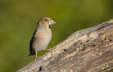 The hawfinch - female in autumn at a wet forest