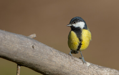 Great tit in autumn at a wet forest