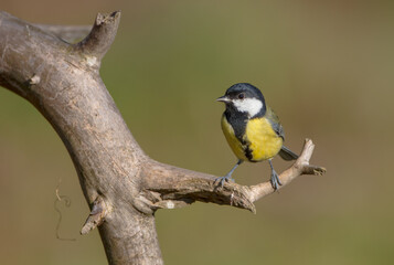 Great tit in autumn at a wet forest
