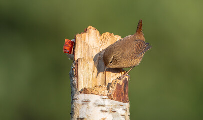 Eurasian Wren - in autumn at a wet forest