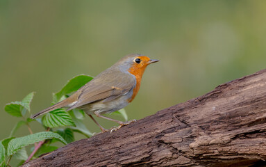 The European robin - at the wet forest in autumn