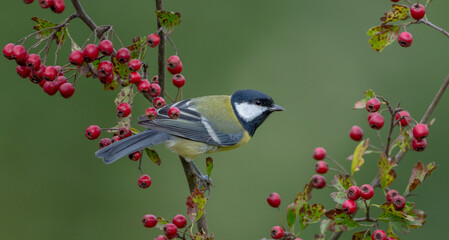 Great tit in autumn at a wet forest
