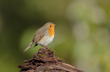 The European robin - at the wet forest in autumn