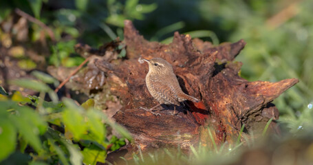 Eurasian Wren - in autumn at a wet forest