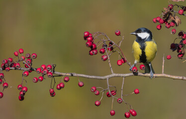Great tit in autumn at a wet forest