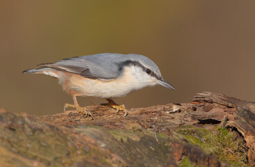 Eurasian nuthatch - in autumn at a wet forest