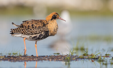 Ruff - male bird at a wetland on the mating season in spring