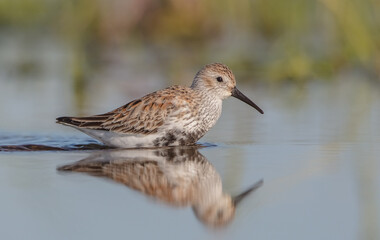 Dunlin - adult bird at a wetland on the spring migration 