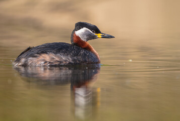 Red-necked grebe at the small lake in spring