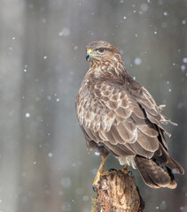 Common Buzzard in winter at a wet forest