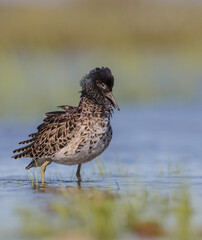 Ruff - male bird at a wetland on the mating season in spring