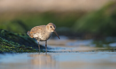 Dunlin - at a seashore on the autumn migration way
