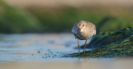 Dunlin - at a seashore on the autumn migration way