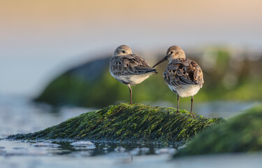 Dunlin - at a seashore on the autumn migration way