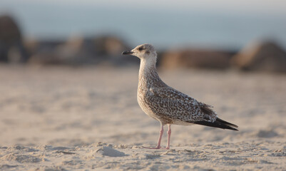 Herring Gull - juvenile bird at the seashore in autumn