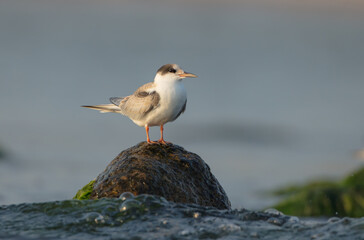 Common tern - juvenile on the autumn migration way at seashore