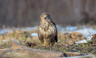 Common Buzzard in winter at a wet forest