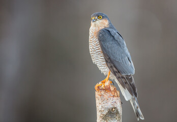 Eurasian Sparrowhawk - adult male at the wet forest in winter
