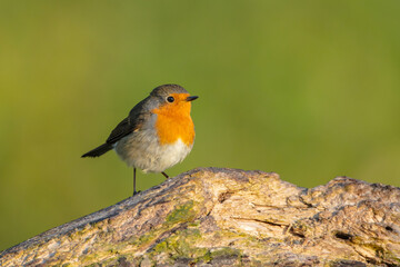 The European robin - at the wet forest in autumn