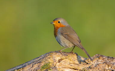 The European robin - at the wet forest in autumn
