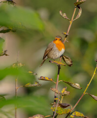 The European robin - at the wet forest in autumn