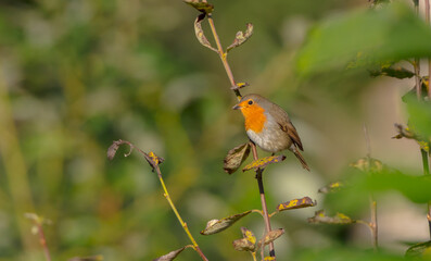 The European robin - at the wet forest in autumn