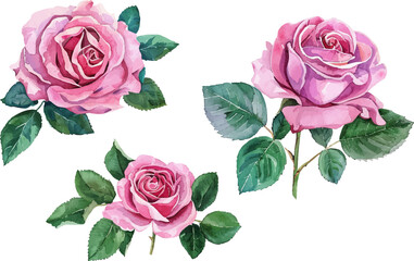 set of pink roses
