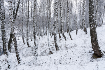Birch grove after a snowfall on a winter cloudy day. Birch branches covered with snow.