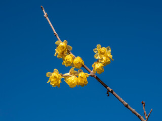 青空下、蝋梅の黄色い花