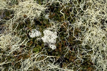 Detailed view of the autumnal soil of a mountain landscape, Rondane National Park, Norway, Europe