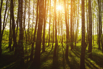 Obraz premium Sunset or sunrise in a spring birch forest with bright young foliage glowing in the rays of the sun and shadows. Vintage film aesthetic.