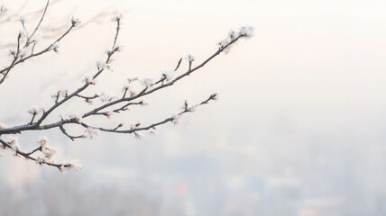 Closeup of tree branch with frost, blurred background of hazy city. serene winter scene evokes sense of calm and tranquility amidst urban landscape
