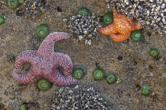 Starfish (Echinodermata spec.) in a tidal pool at low tide, Olympic National Park, Washington coast, USA, North America