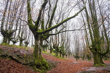 Gorbea Natural Park, Parque natural de Gorbea, Gorbeia, Basque Country province, Bizkaia province, Spain, Europe