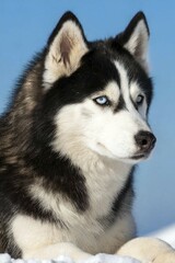 Obraz premium KI generated, animal, animals, mammal, mammals, biotope, habitat, one, single animal, foraging, wildlife, husky, dog, domestic dogs (Canis lupus familiaris), portrait
