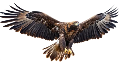 Fototapete Golden eagle (portrait, standing, flying), animal bundle isolated on a white background as transparent PNG © Pikguru
