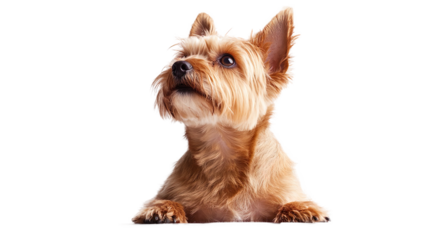Happy Yorkshire Terrier (Yorkie) dog standing, portrait, sitting, lying, isolated on a white background, animal