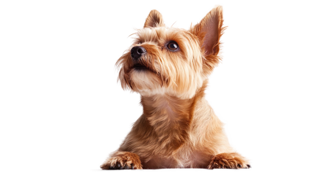 Happy Yorkshire Terrier (Yorkie) dog standing, portrait, sitting, lying, isolated on a white background, animal
